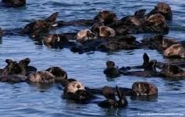 Sea otters floating in a raft.