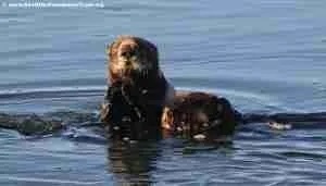 Southern sea otter with a pup.