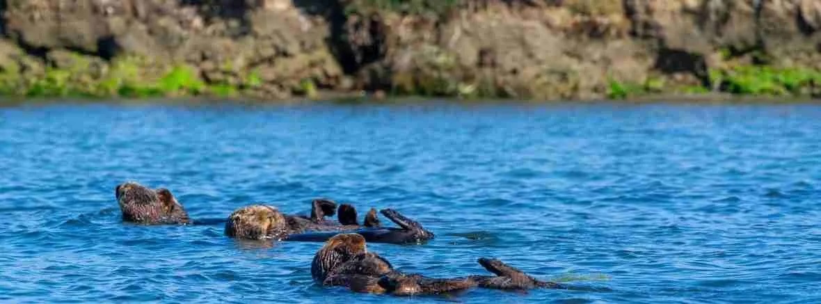 Sea Otter Group
