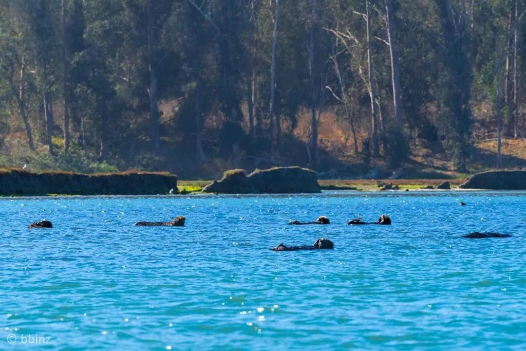 Sea Otter Group